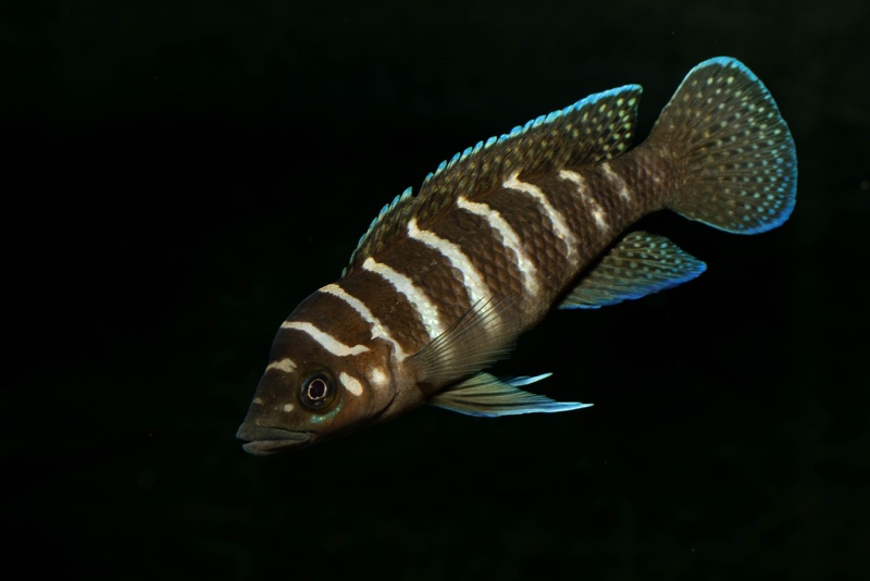 Neolamprologus cylindricus 'Kasanga'